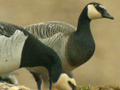 Barnacle Goose x Cackling Goose hybrid